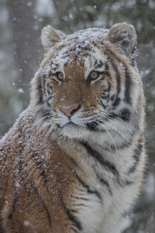 Snow Tiger | Shutterbug